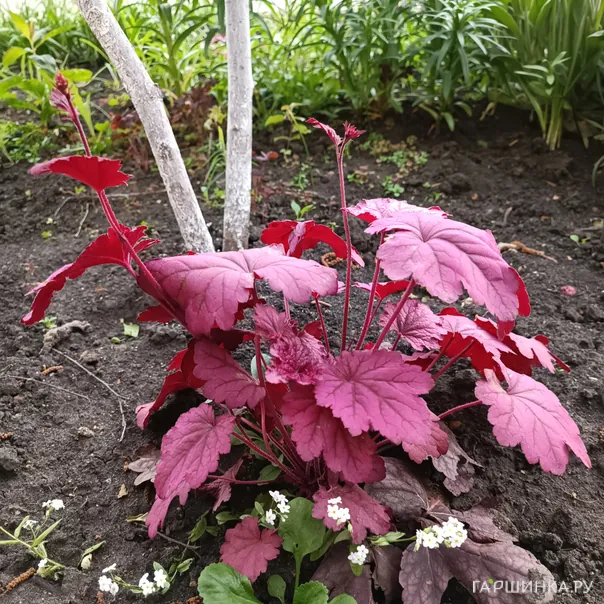 превью изображения отзыва