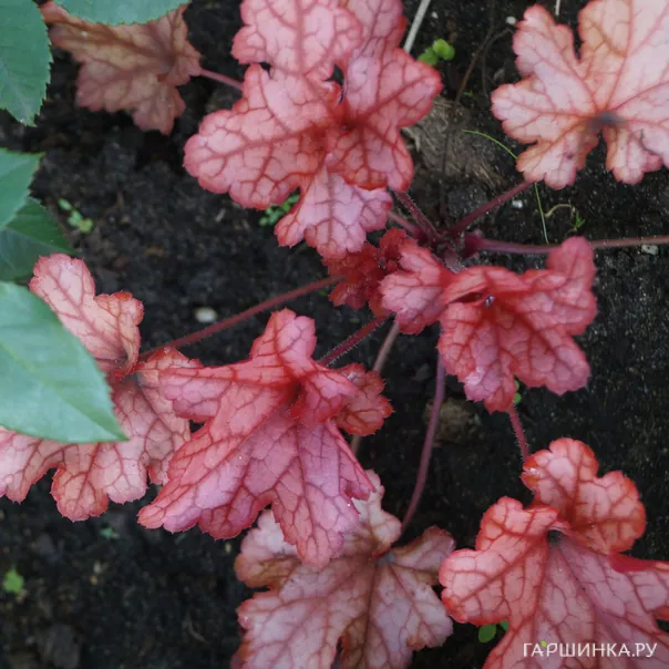 превью изображения отзыва