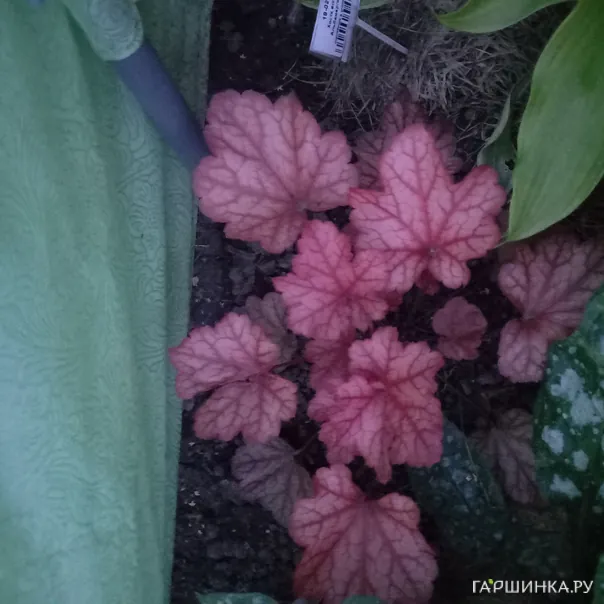 превью изображения отзыва