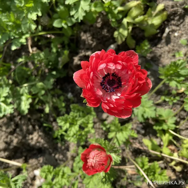 превью изображения отзыва