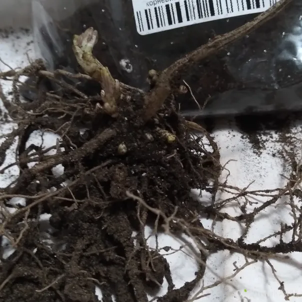 превью изображения отзыва