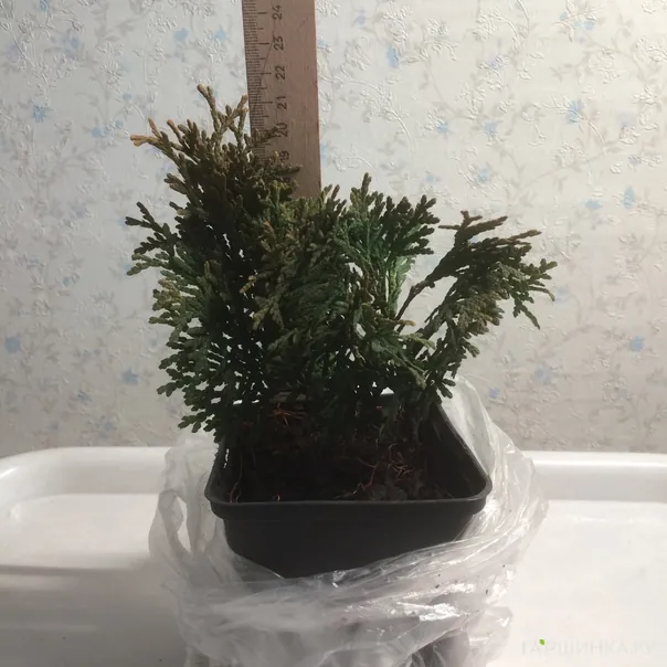 превью изображения отзыва