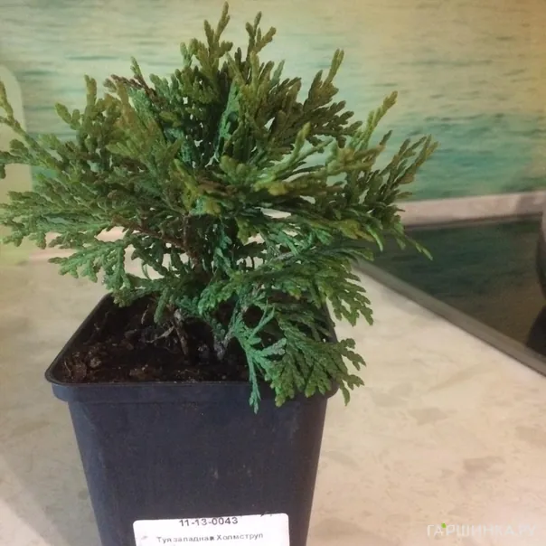 превью изображения отзыва