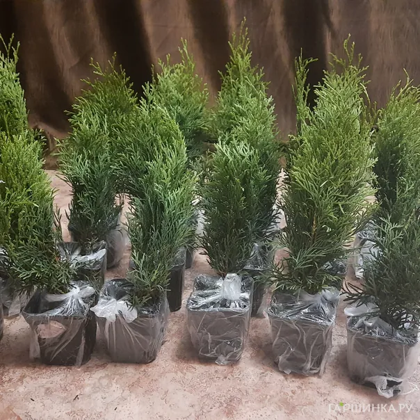 превью изображения отзыва