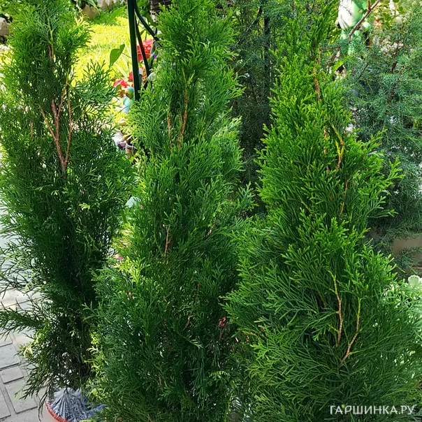 превью изображения отзыва