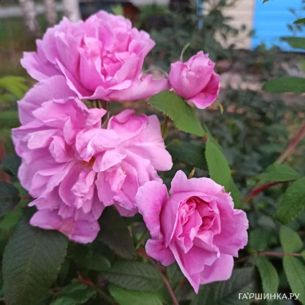 превью изображения отзыва