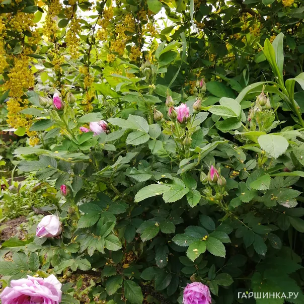 превью изображения отзыва