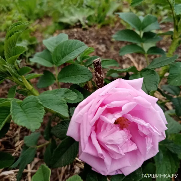 превью изображения отзыва