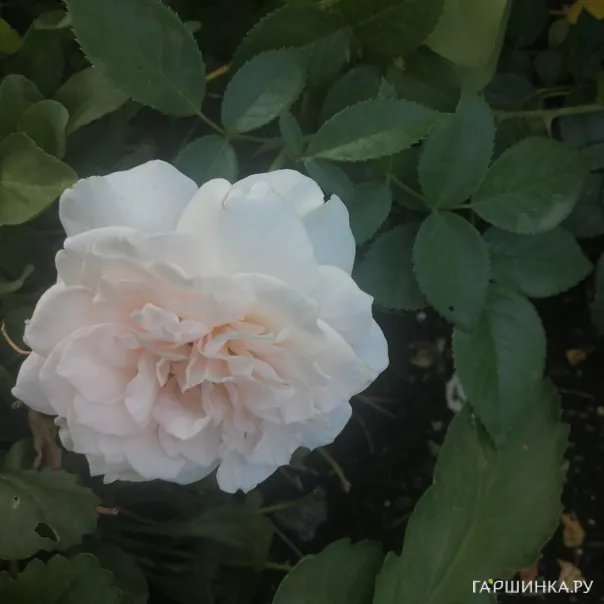 превью изображения отзыва