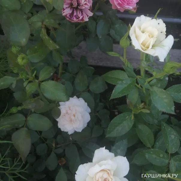 превью изображения отзыва