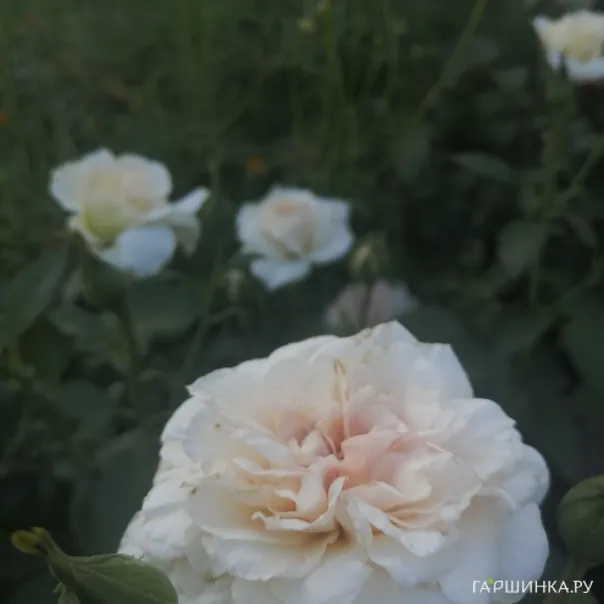 превью изображения отзыва