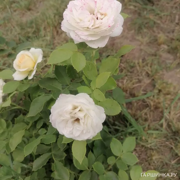 превью изображения отзыва