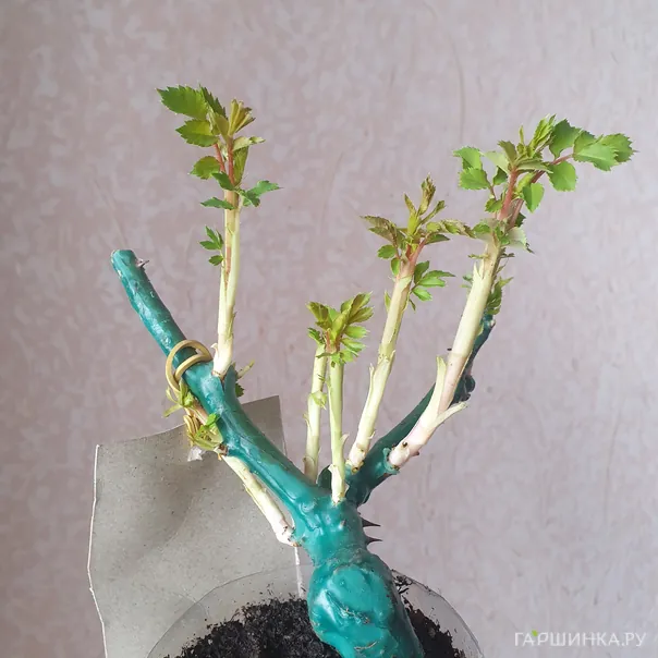 превью изображения отзыва