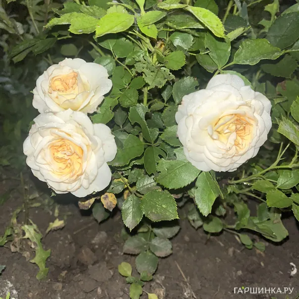 превью изображения отзыва