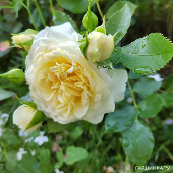 превью изображения отзыва