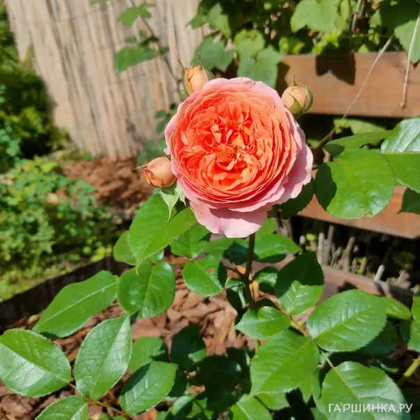 превью изображения отзыва