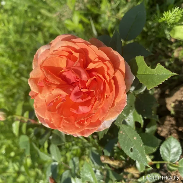 превью изображения отзыва