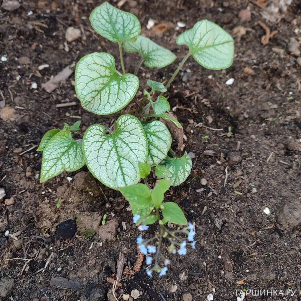 превью изображения отзыва