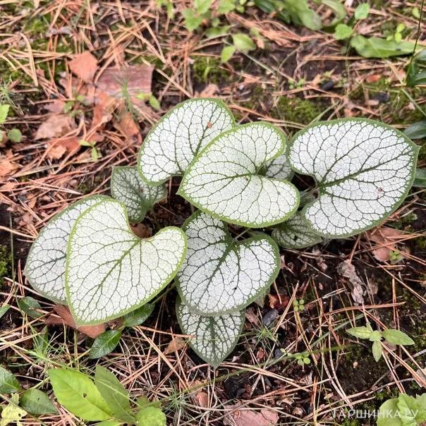 превью изображения отзыва