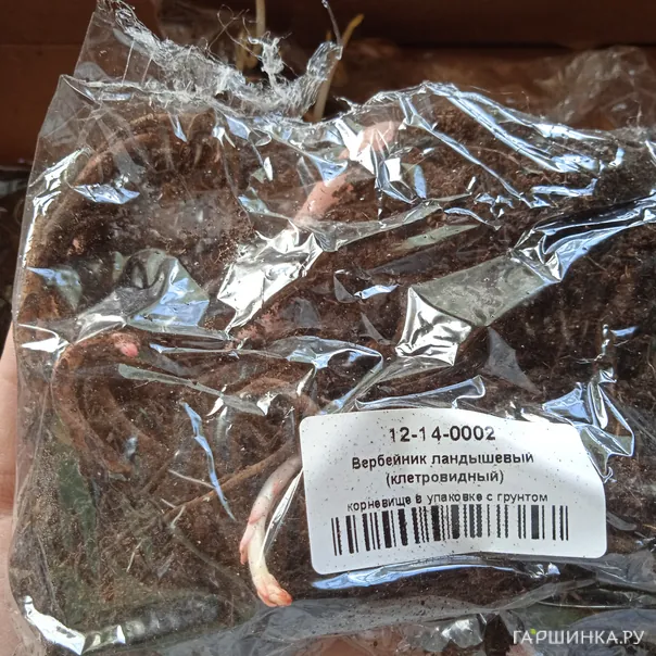 превью изображения отзыва