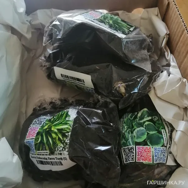 превью изображения отзыва