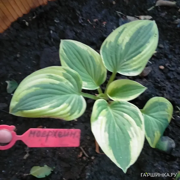 превью изображения отзыва