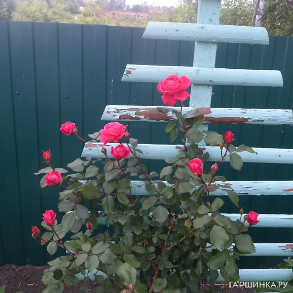 превью изображения отзыва