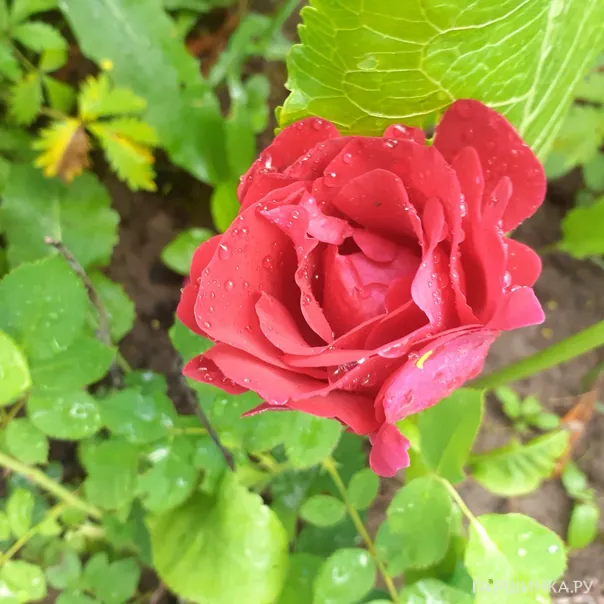 превью изображения отзыва