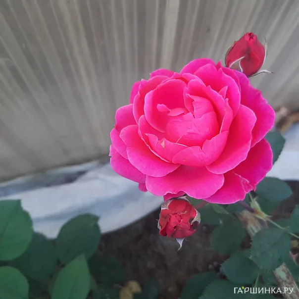 превью изображения отзыва