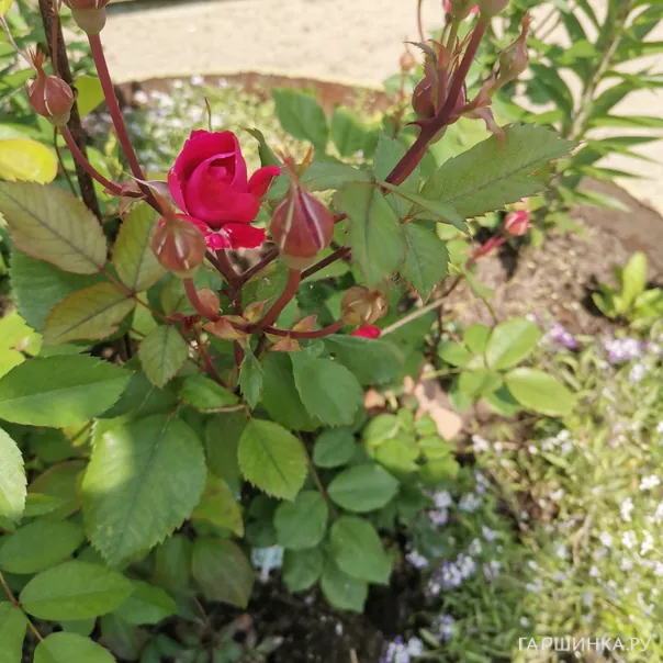 превью изображения отзыва