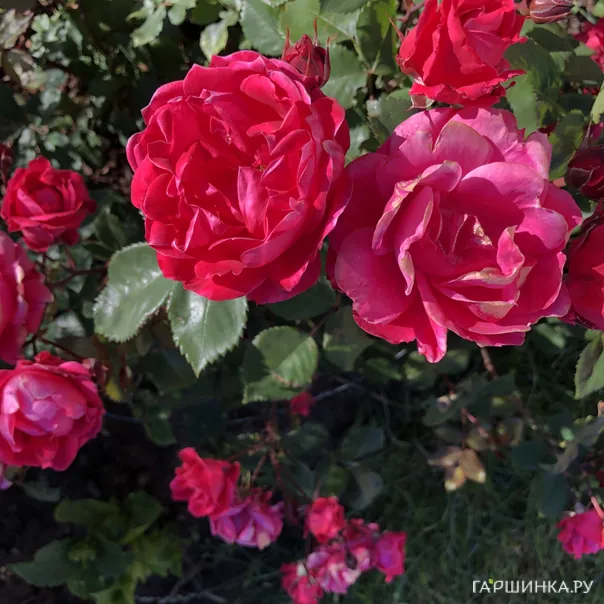 превью изображения отзыва