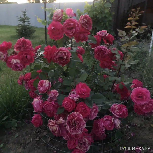 превью изображения отзыва