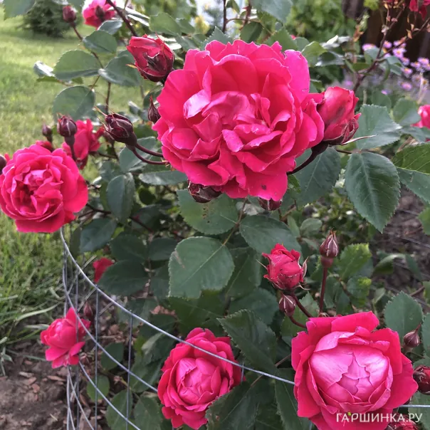 превью изображения отзыва