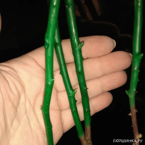 превью изображения отзыва