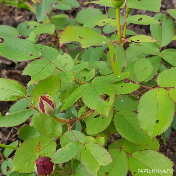 превью изображения отзыва