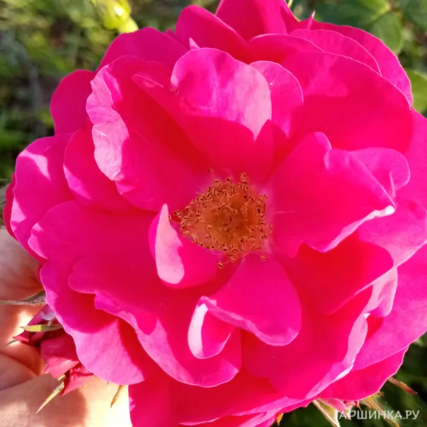 превью изображения отзыва