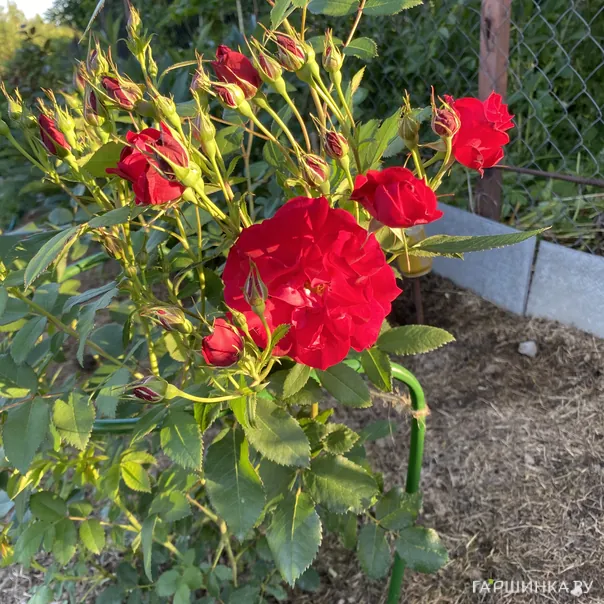 превью изображения отзыва