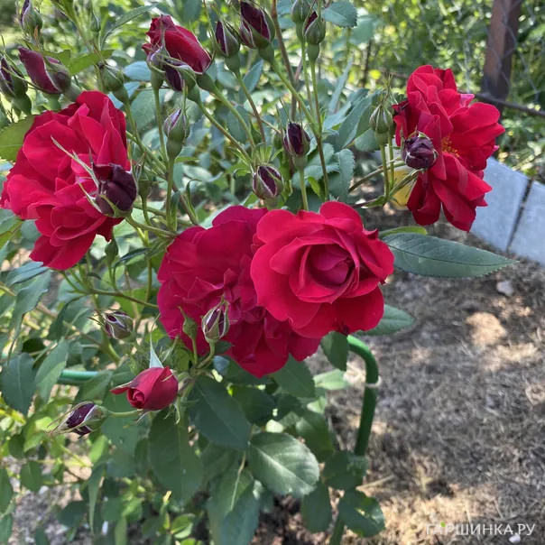 превью изображения отзыва