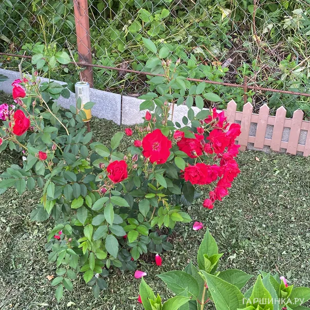 превью изображения отзыва