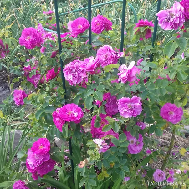 превью изображения отзыва