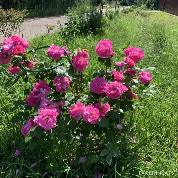 превью изображения отзыва