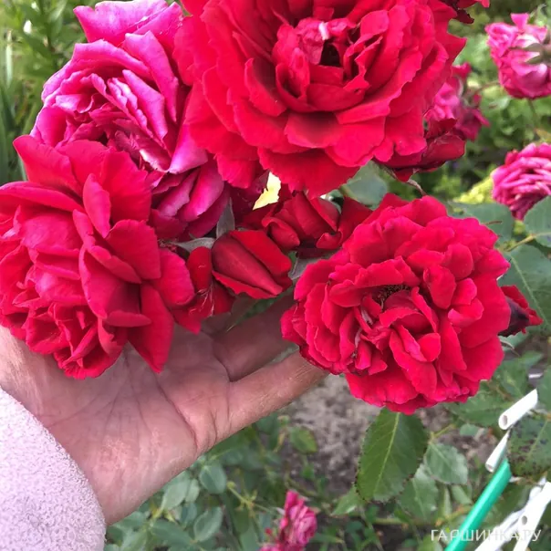 превью изображения отзыва