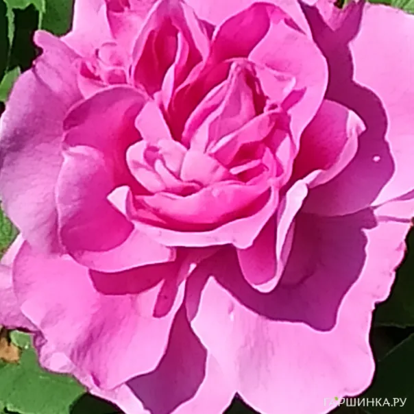 превью изображения отзыва