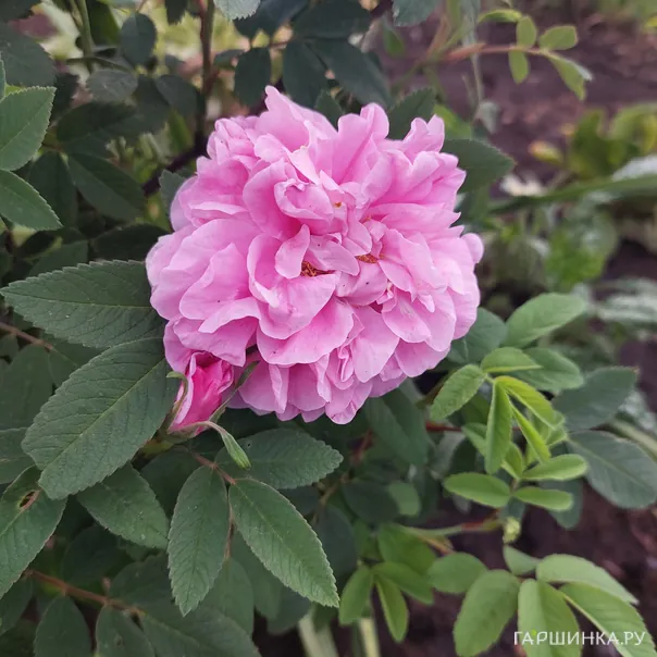 превью изображения отзыва