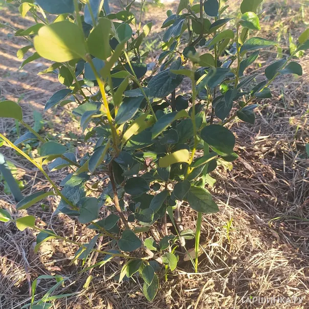 превью изображения отзыва