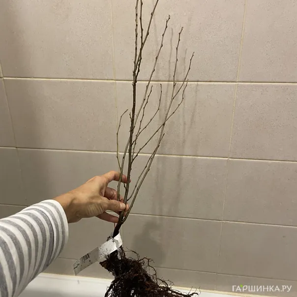 превью изображения отзыва