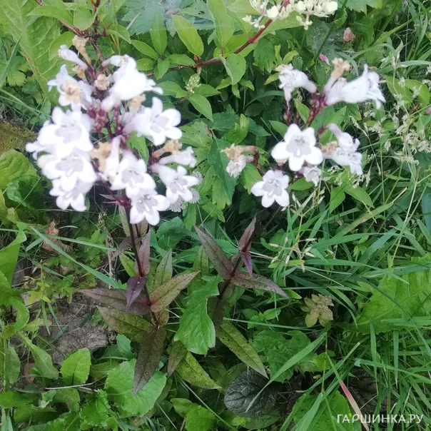 превью изображения отзыва