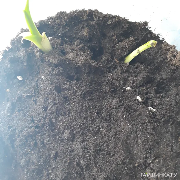 превью изображения отзыва