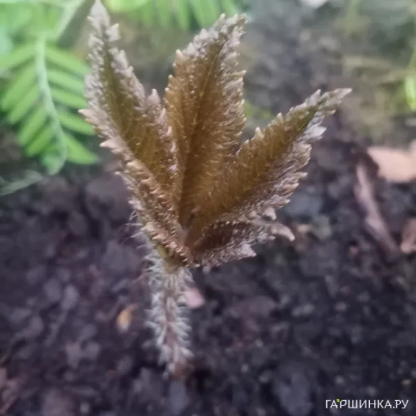 превью изображения отзыва