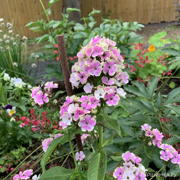 превью изображения отзыва